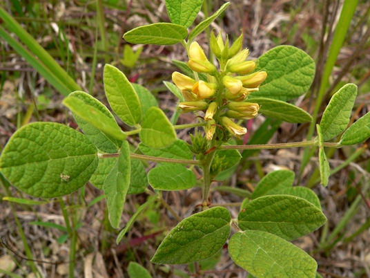 {Rhynchosia tomentosa}